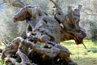 ES CAMELL - Olivenbäume und haine - Oliventourismus - Balearen - Agrarnahrungsmittel, Ursprungsbezeichnungen und balearische Gastronomie
